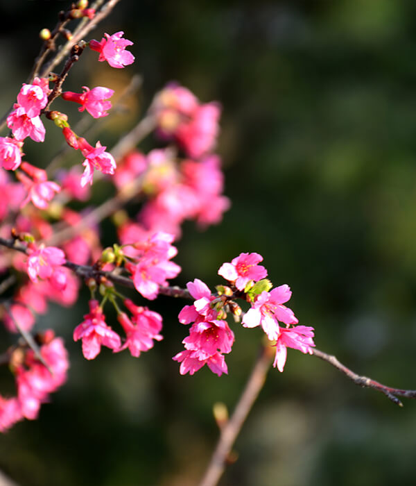 花草篇